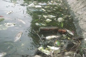 Nước ô nhiễm vi sinh vật khiến các chết hàng loạt