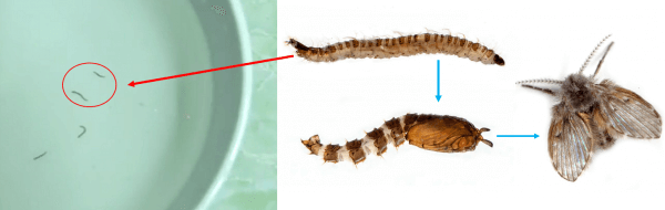 Sinh vật lạ trong nước như giun được xác định là ấu trùng ruồi cống.