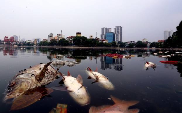 Cá chết trắng hàng loạt tại Hồ Ngọc Khánh vì nước bi ô nhiễm