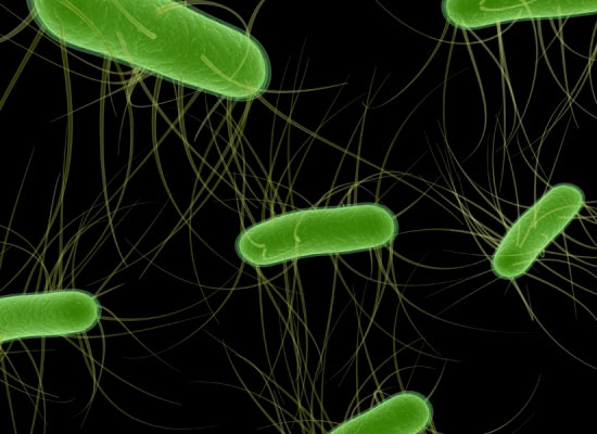 Cách khử khuẩn Ecoli trong nước